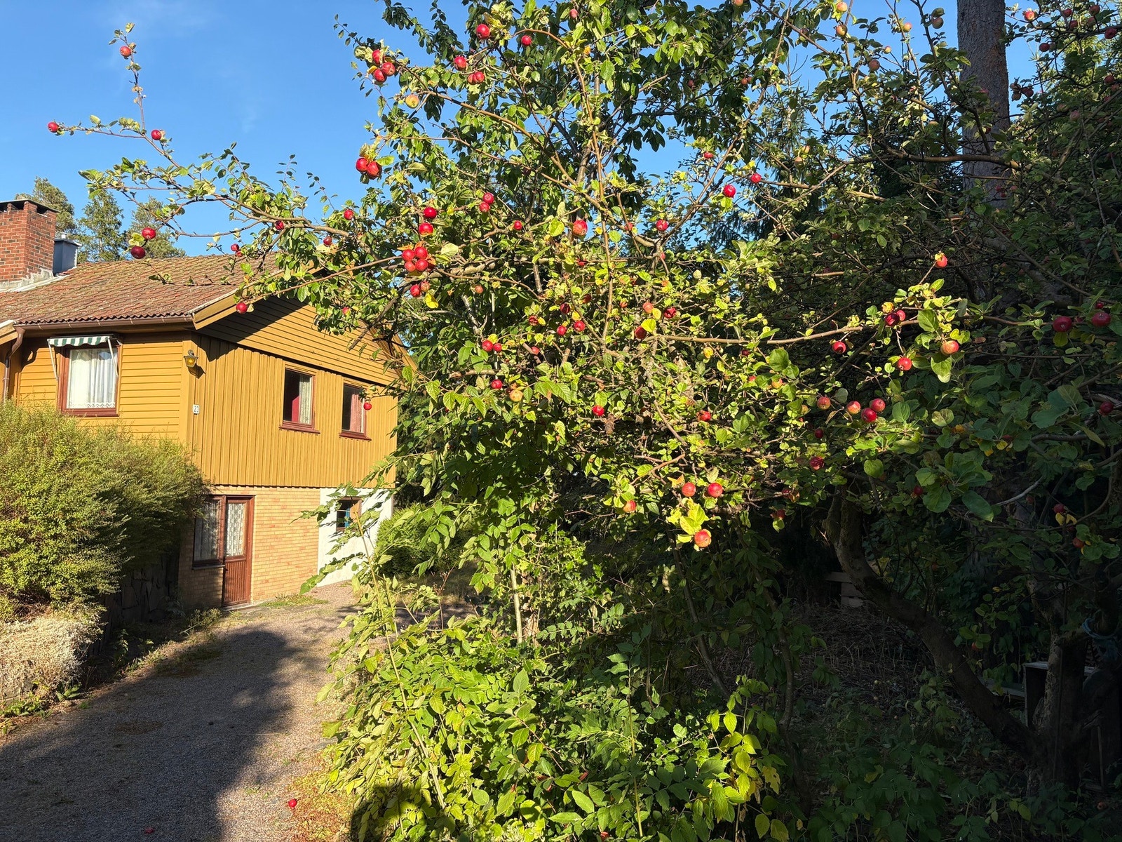 Epletre i hagen Galleribilde