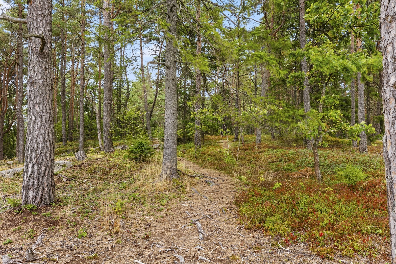 Eiendommen grenser til skog og natur, med turmuligheter rett utenfor. Galleribilde