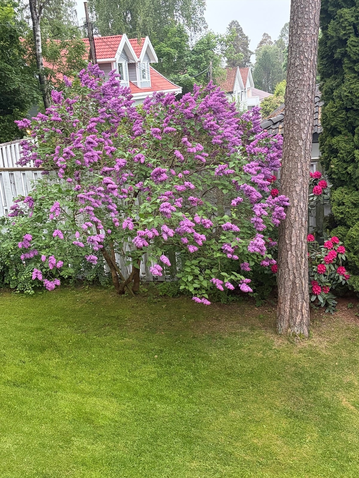 Selgers bilde av blomstringen i hagen. Galleribilde