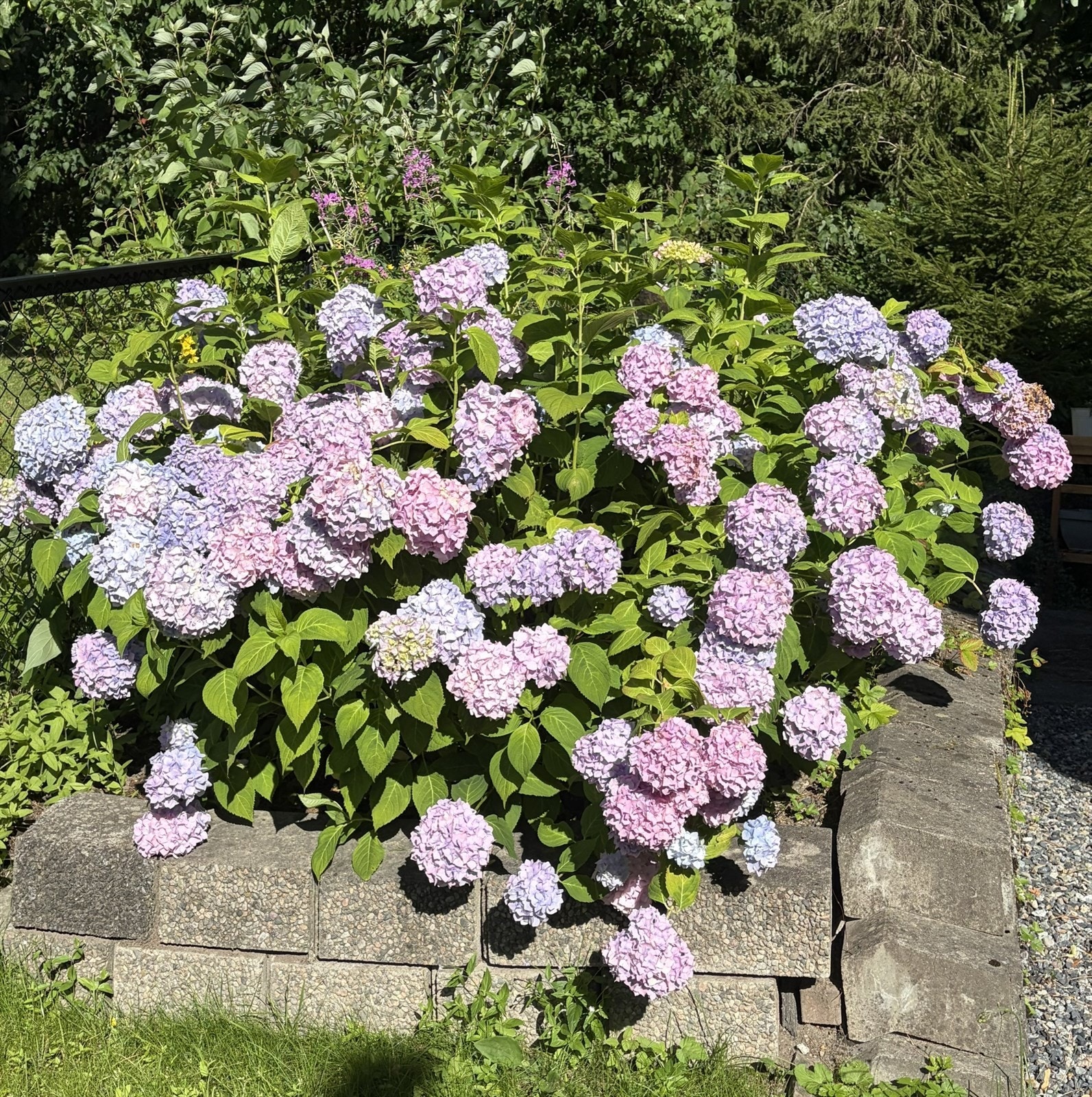 Selgers bilde av blomstringen i hagen. Galleribilde