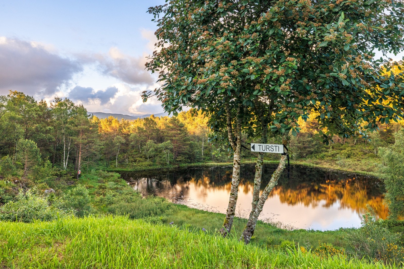 Område. Galleribilde