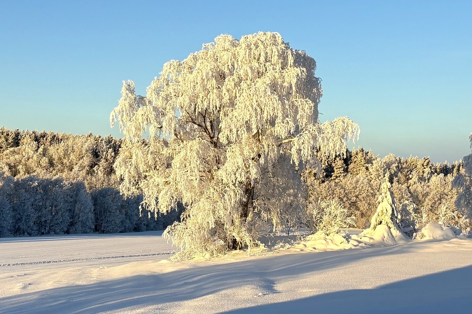 Treet i jordekanten vest for huset i flott vinterdrakt (Selgers private bilde) Galleribilde