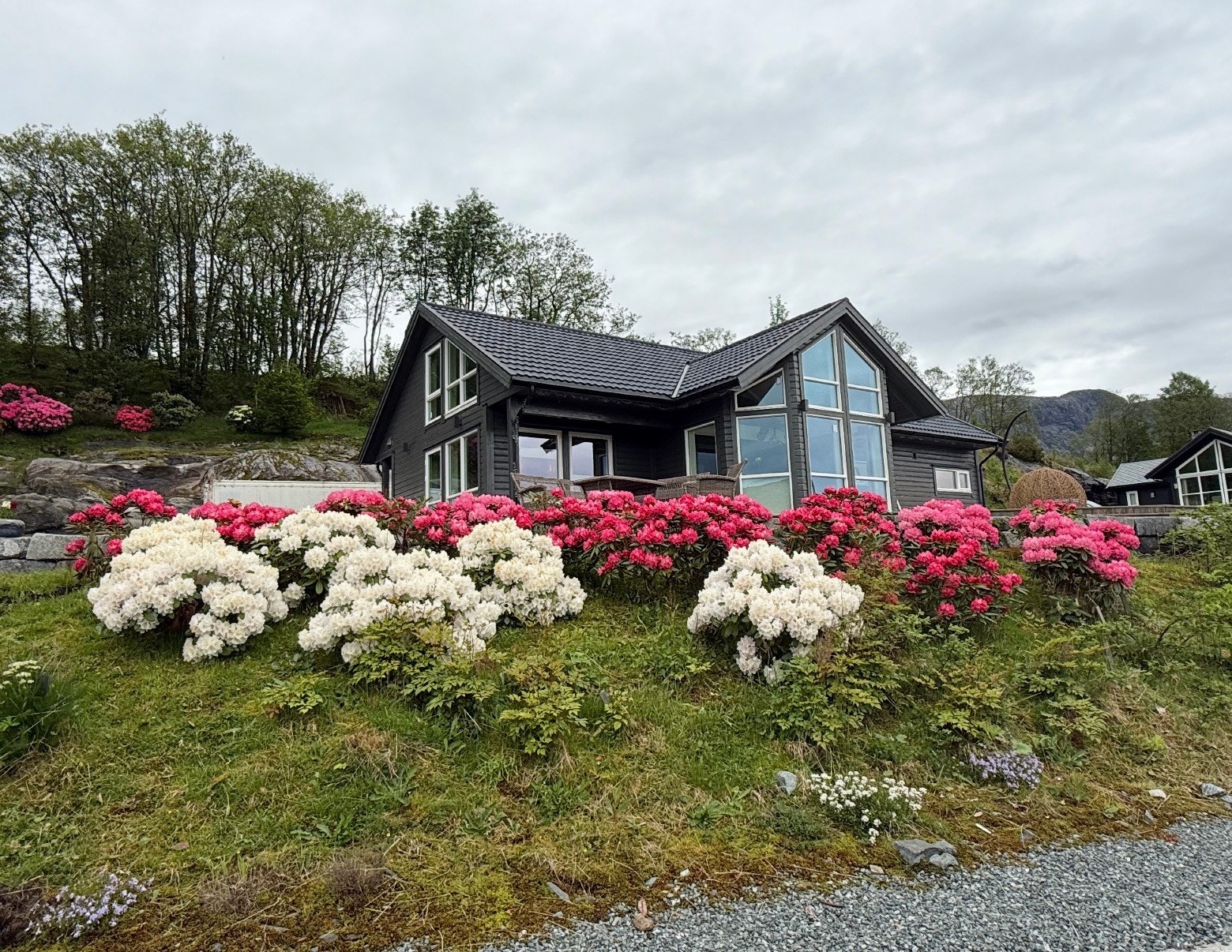 Frodige rhododendron prydar skråninga framfor, på sida og bak hytta. Galleribilde