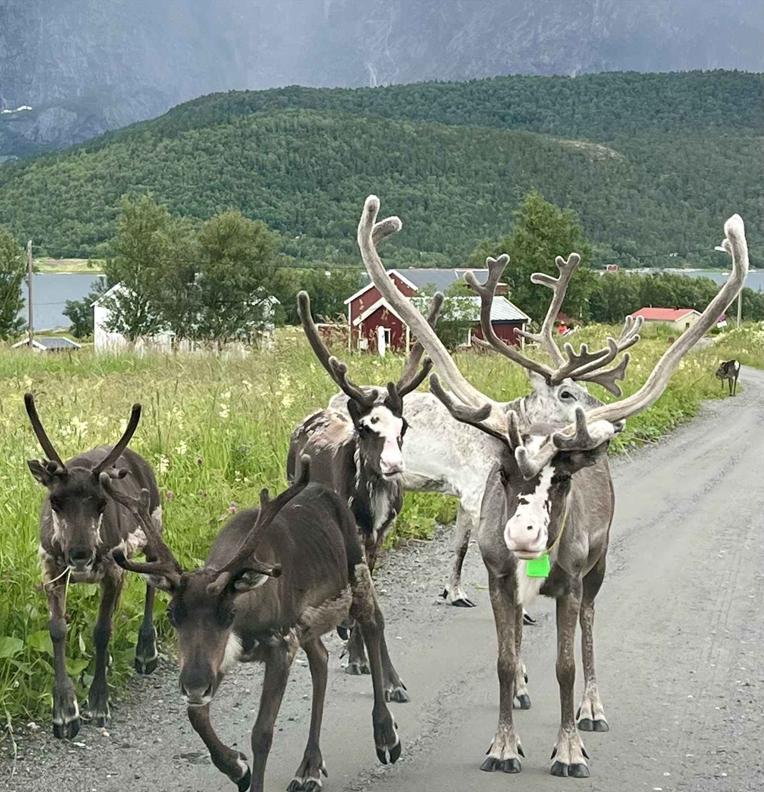 (Privat foto) Galleribilde