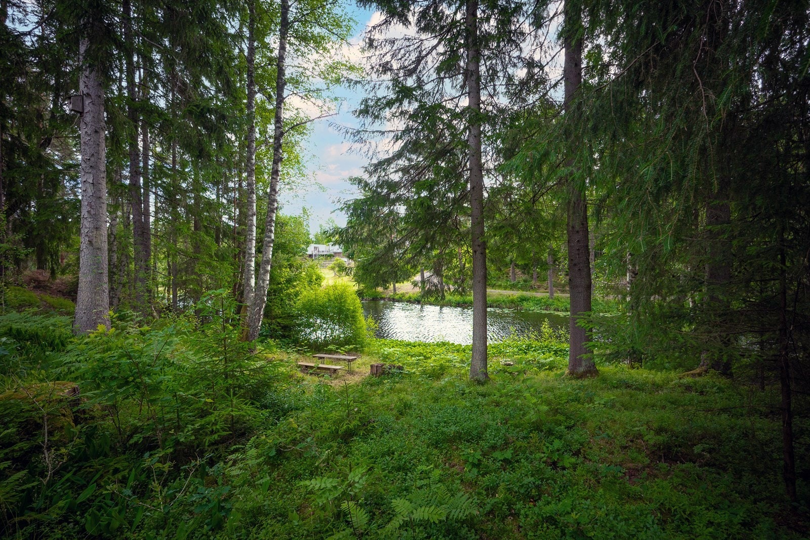 Damåstjernet Galleribilde