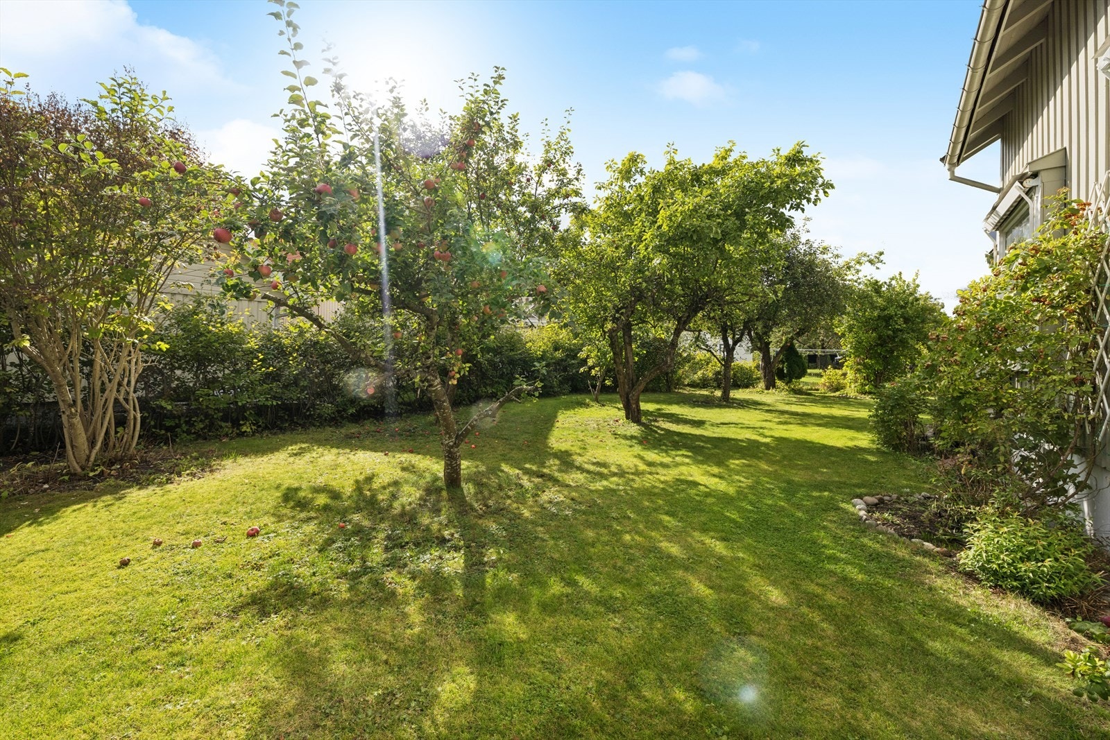 Skjermet solrik hage med beplantning. Galleribilde