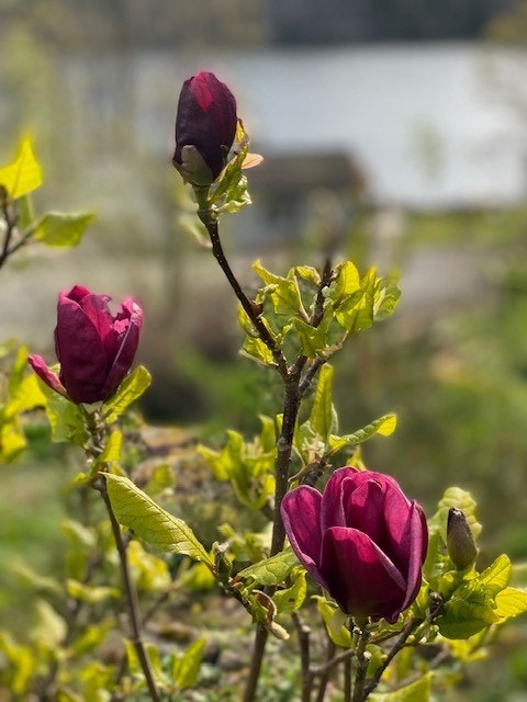 Foto fra selger. Galleribilde