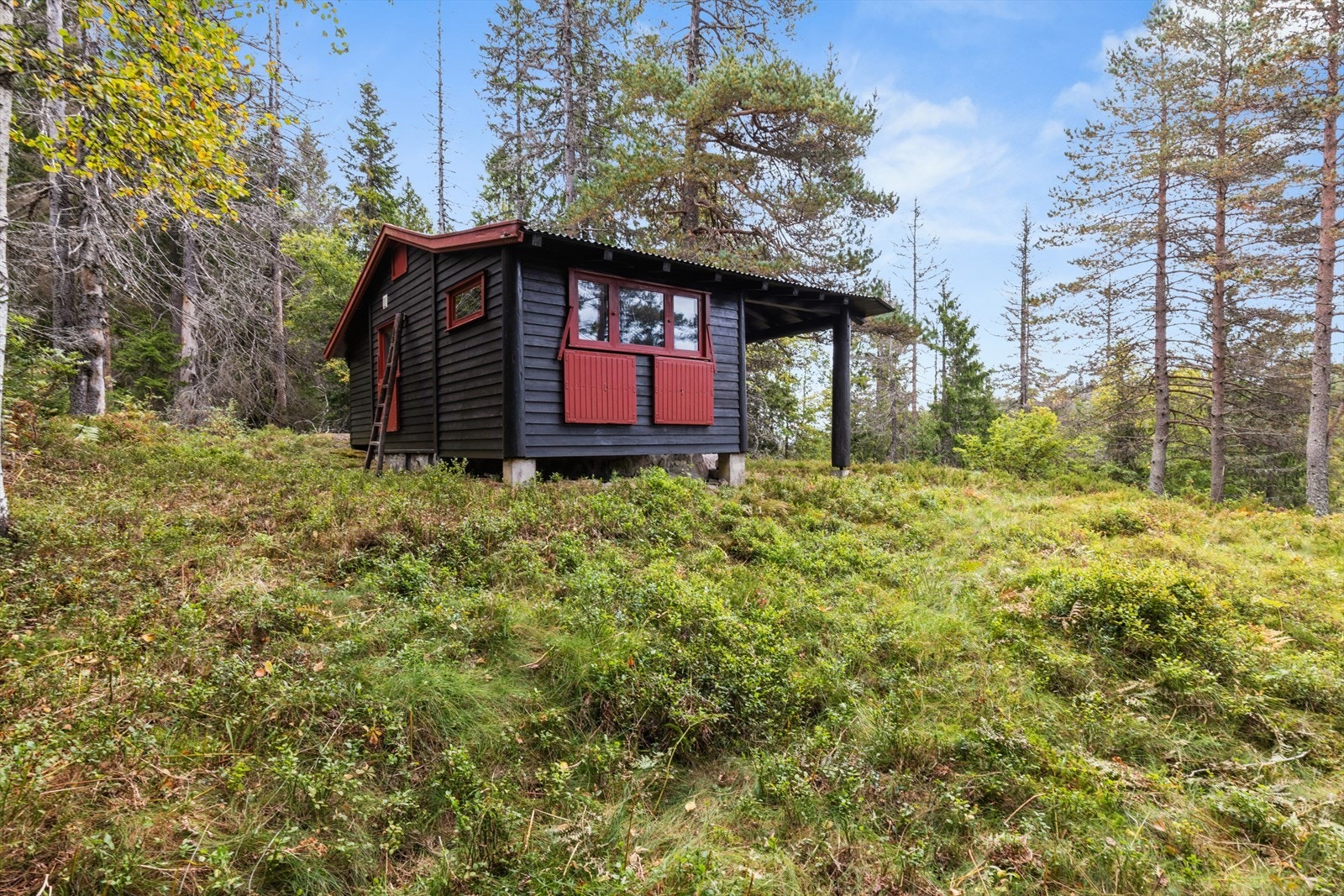 Det er skrånende naturtomt med "gammelskog" Galleribilde