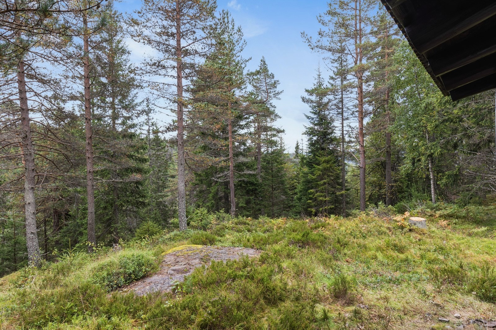 Idag er det fjordgløtt, men hugger man litt på egen tomt kan man få fjordutsikt Galleribilde