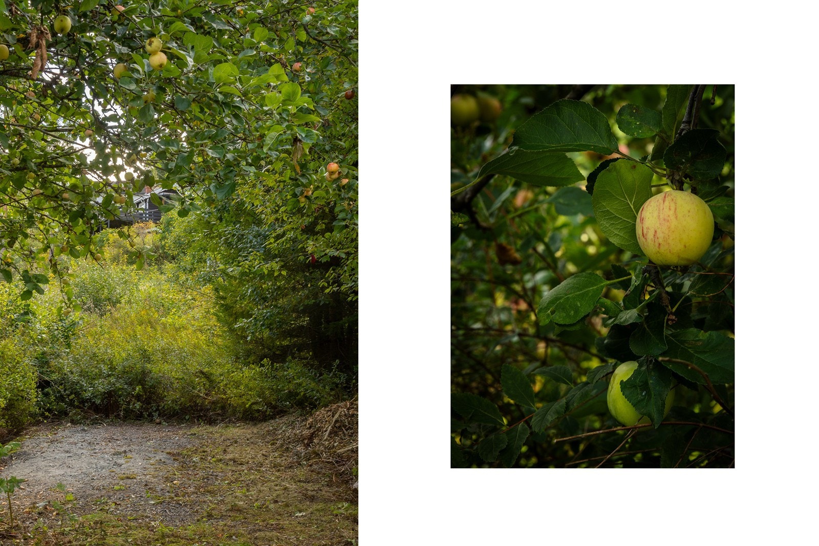 Eiendommen ligger på en eiet tomt på ca. 1,2 mål med gressplen og beplantning. Galleribilde
