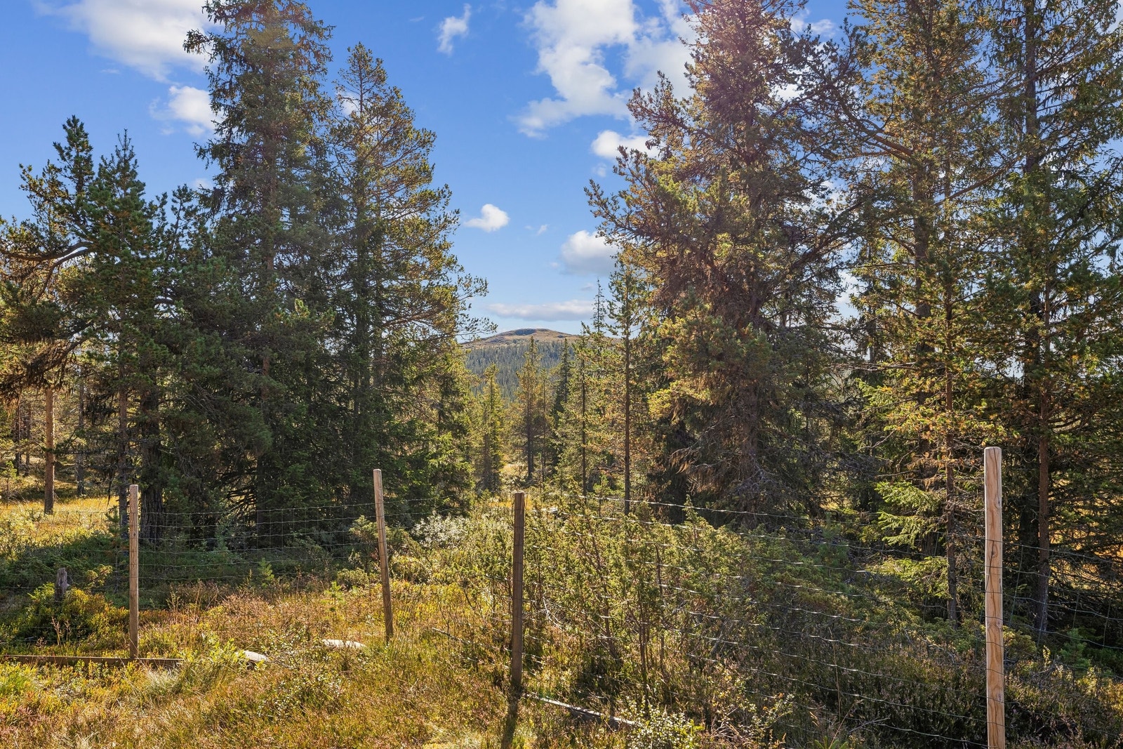 Rifsfjell sett fra hytta. Opp dit kan man fint gå på dagstur. Galleribilde