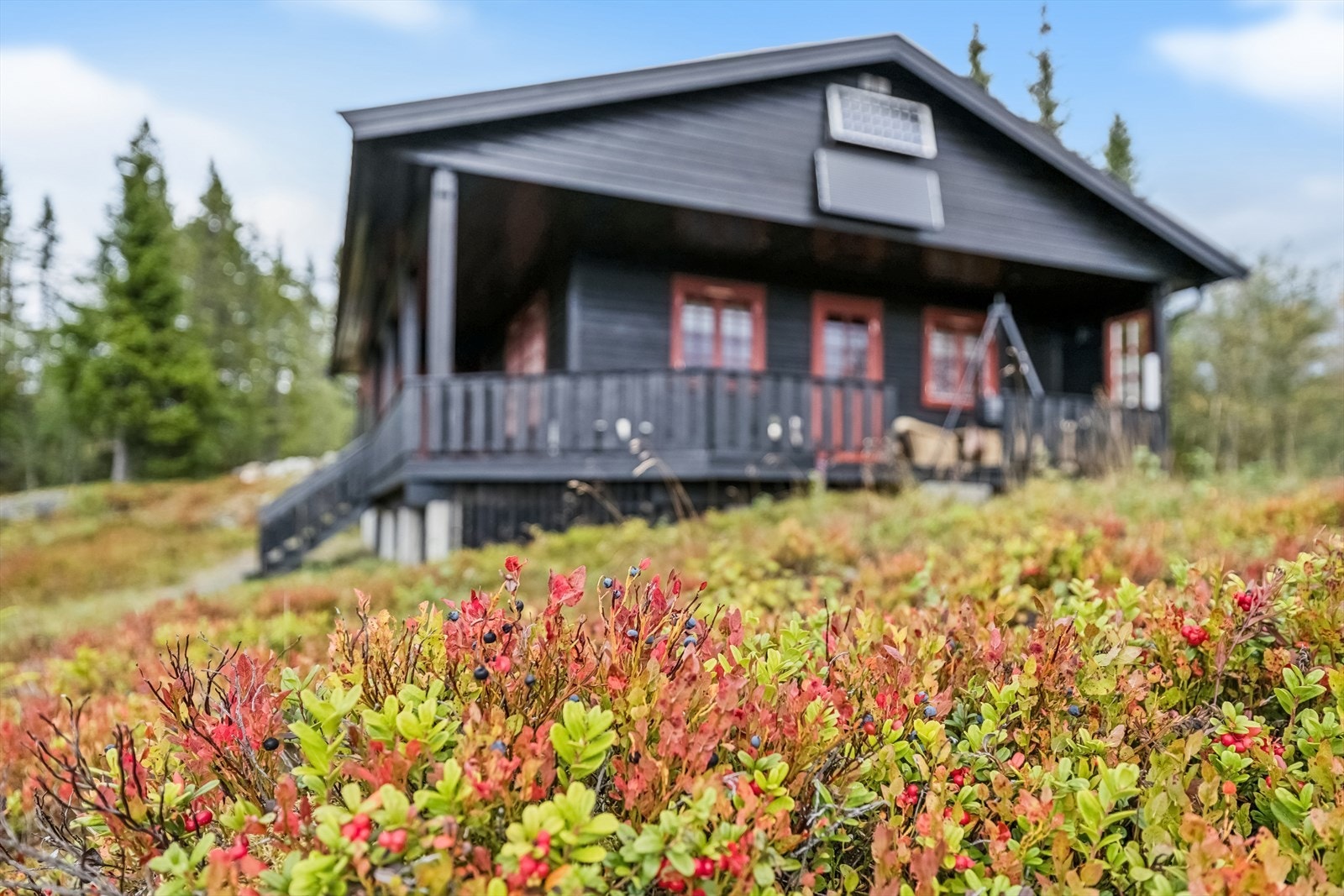 Naturtomt bestående av fjell, lyng og bærlyng rett utenfor hytteveggen. Galleribilde