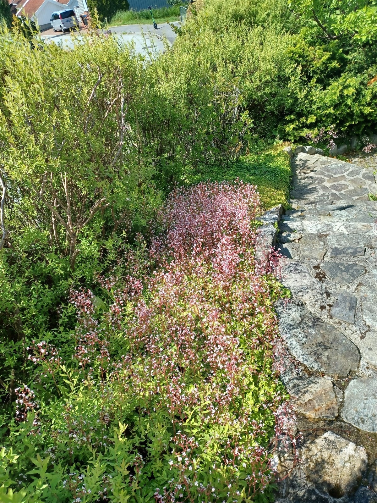 Lettstelt og fin beplantning. Private bilder. Galleribilde
