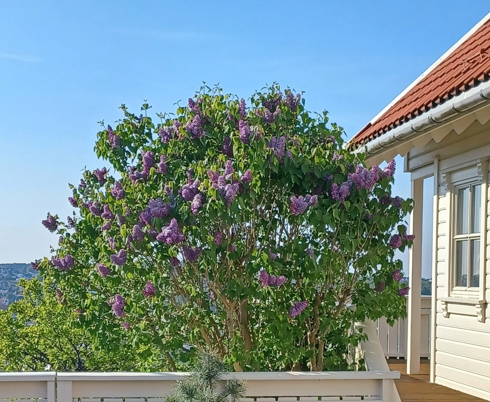 Privat bilde. Flott beplantning og lettstelt hage. Galleribilde