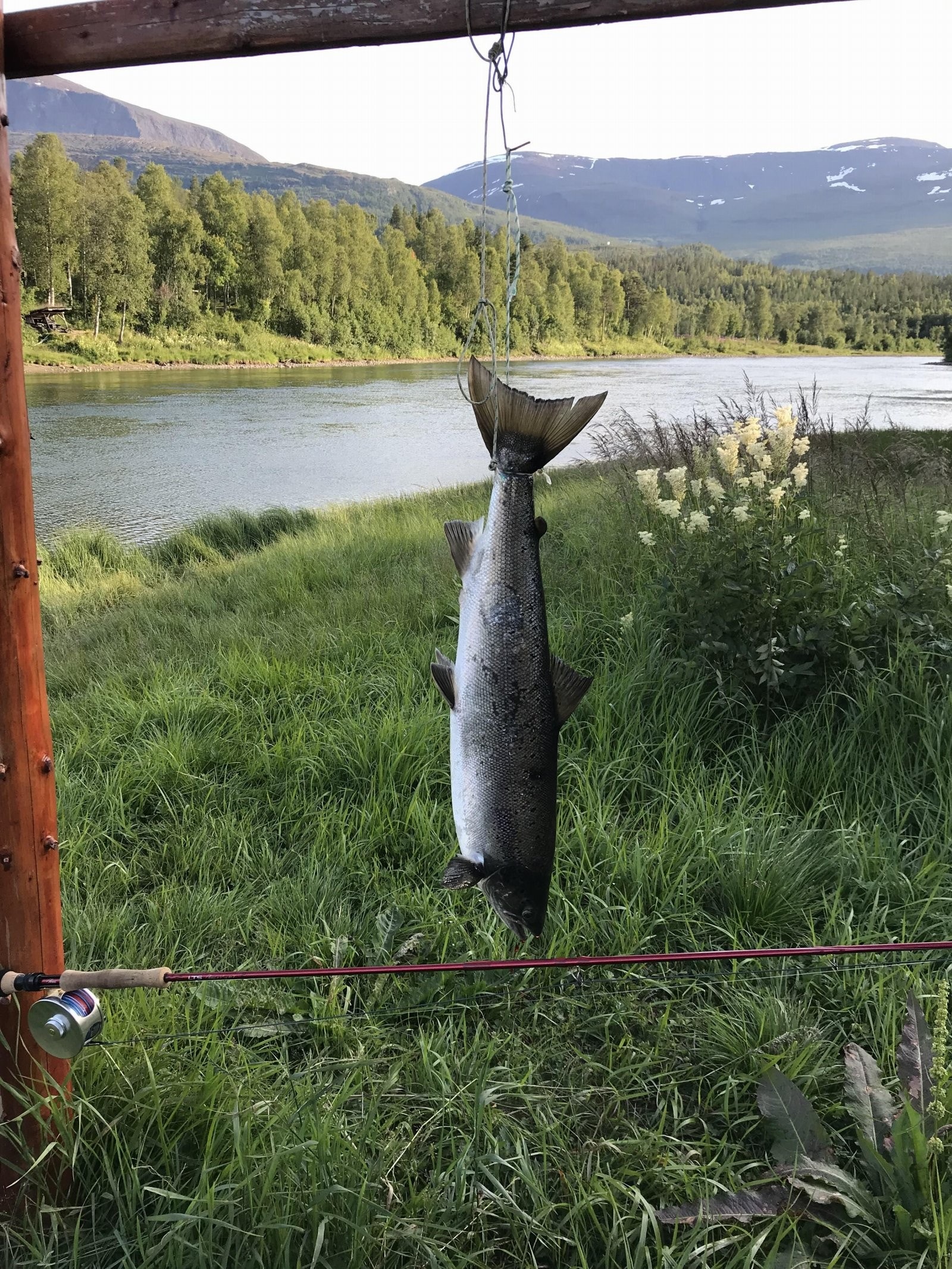 Privatbilde fra laksefiske i Målselva.