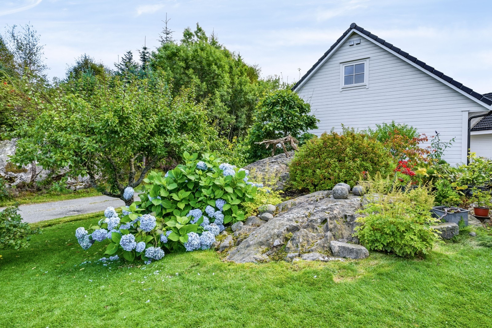Opparbeidet fjellknaus i hagen med blomster og prydbusker. Galleribilde