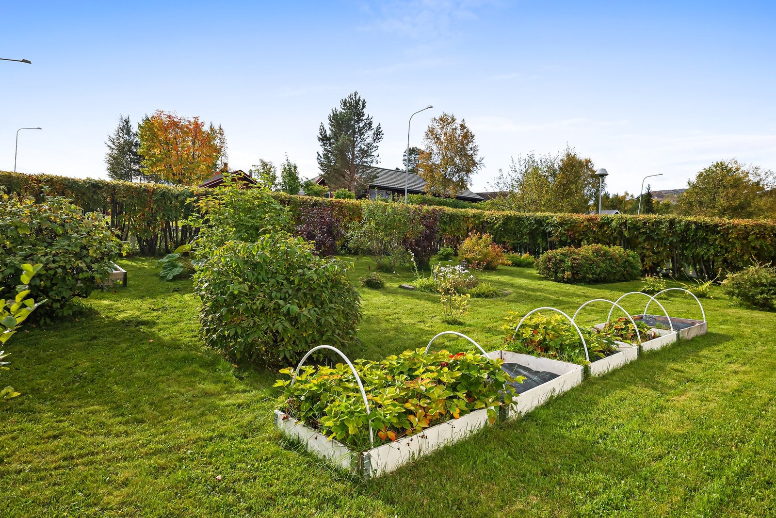 Opparbeidet hage med plenarealer og diverse beplantning. Galleribilde
