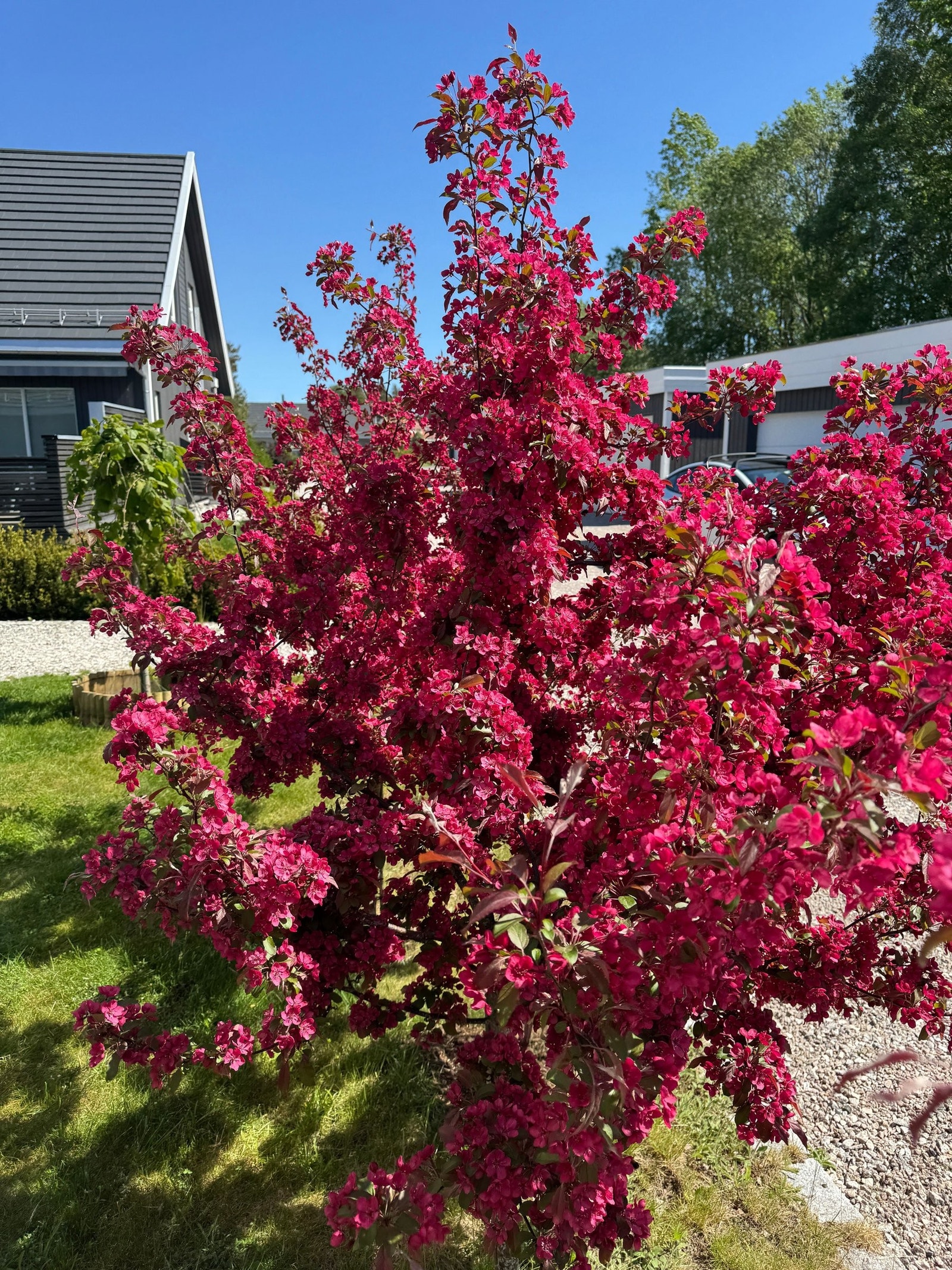 Tomten har vakre prydbusker i hagen. I midten av mai blomstrer tre av dem. Galleribilde