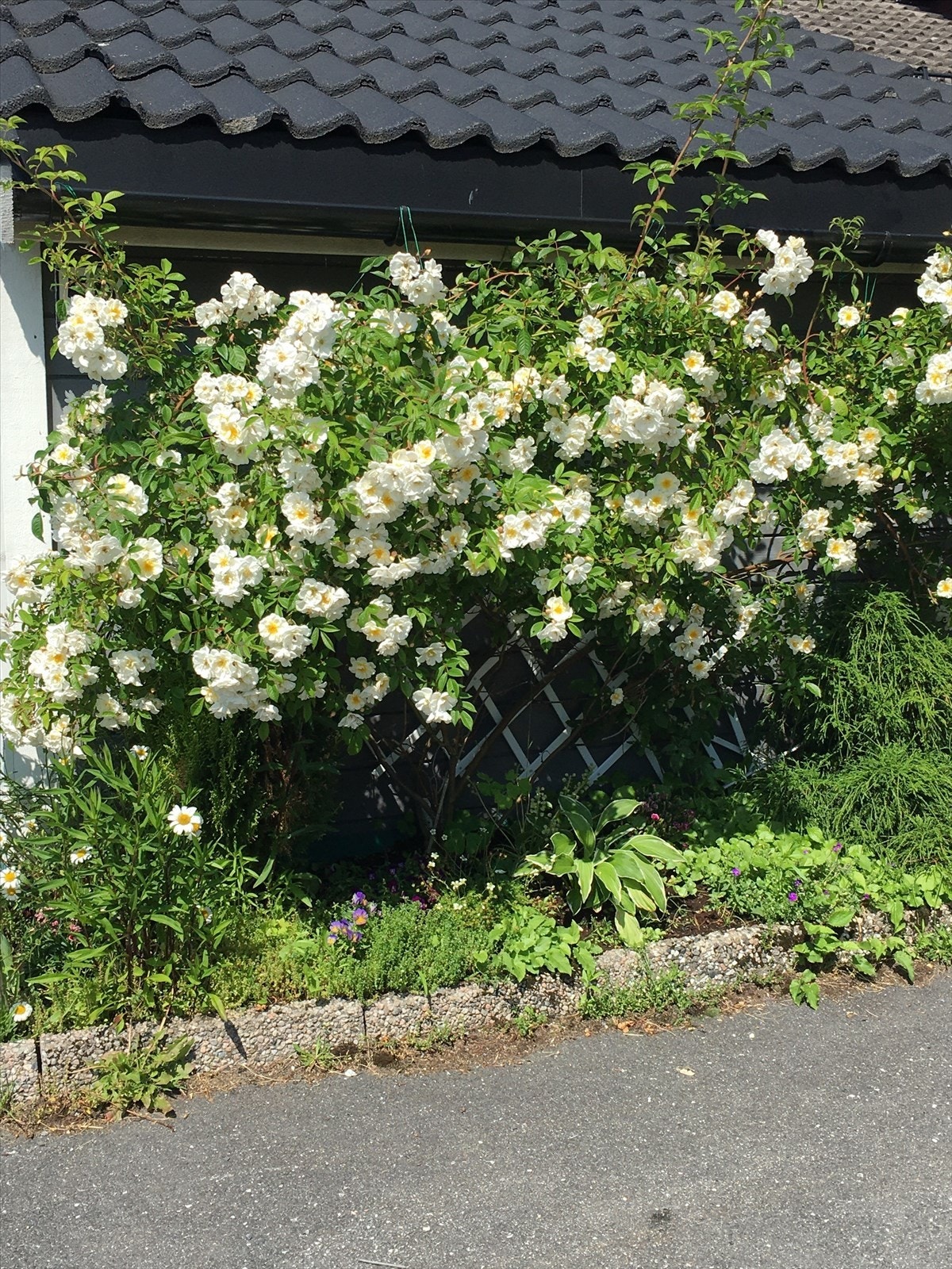 selgers egne sommerbilder. Galleribilde