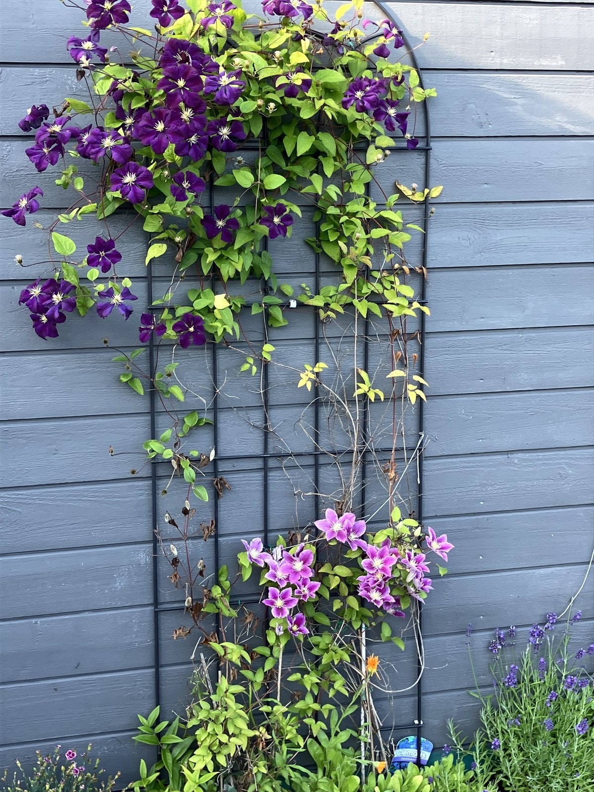 Selgers egne sommerbilder Galleribilde