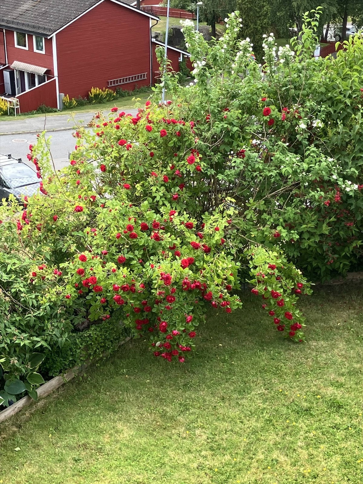 Selgers egne sommerbilder Galleribilde