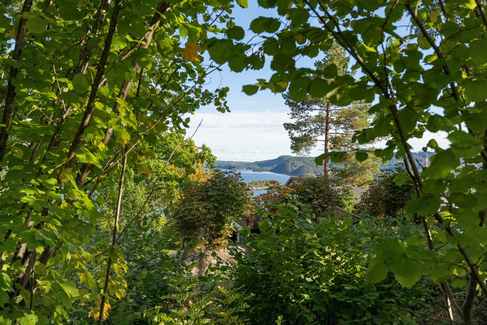 Hage/tomt Galleribilde