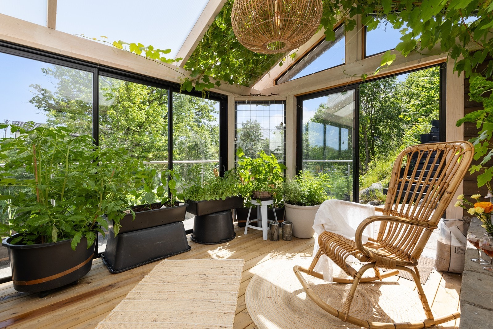 Lunt og godt i hagestuen med beplantning og drueplanter Galleribilde