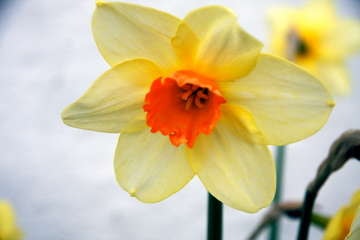 Ein av dei mange liljene i Uskedalen Galleribilde