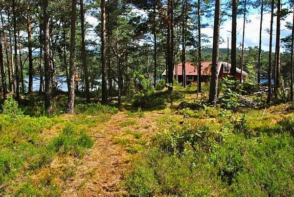 Egen ubebygget tomt bak hytten Galleribilde