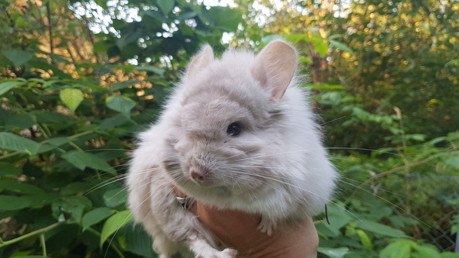 Fluffy Chinchilla S Purple Cute Chinchilla Beige Violet Chinchilla Softy,  Gorgeous, image size:1600x900