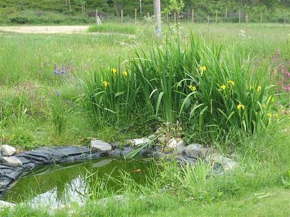 Sommebilde - Hagedam Galleribilde