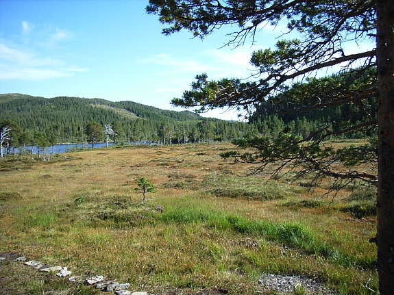 Terrenget Galleribilde