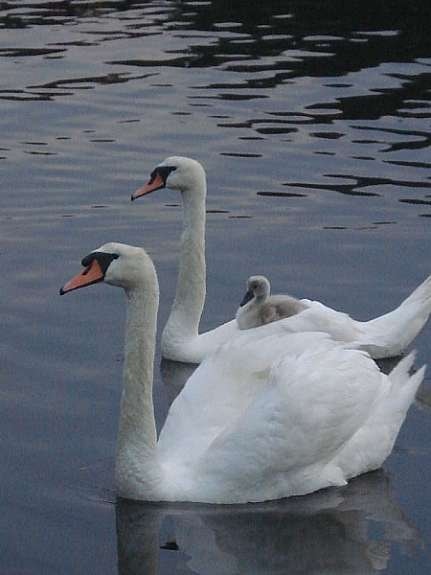 Svaner med smart unge Galleribilde