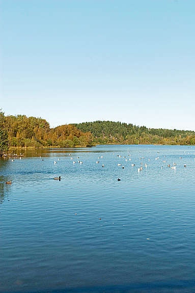 Idylliske Østensjøvann med sitt yrende fugleliv i område. Nøklevann, Ulsrudvann og Østmarka i umiddelbar nærhet. Galleribilde