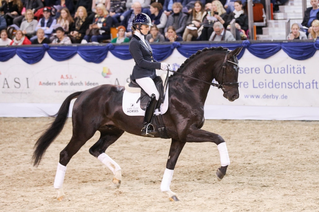 Årets føll! Dressurstjerne og hingsteemne 💙 FINN-torget