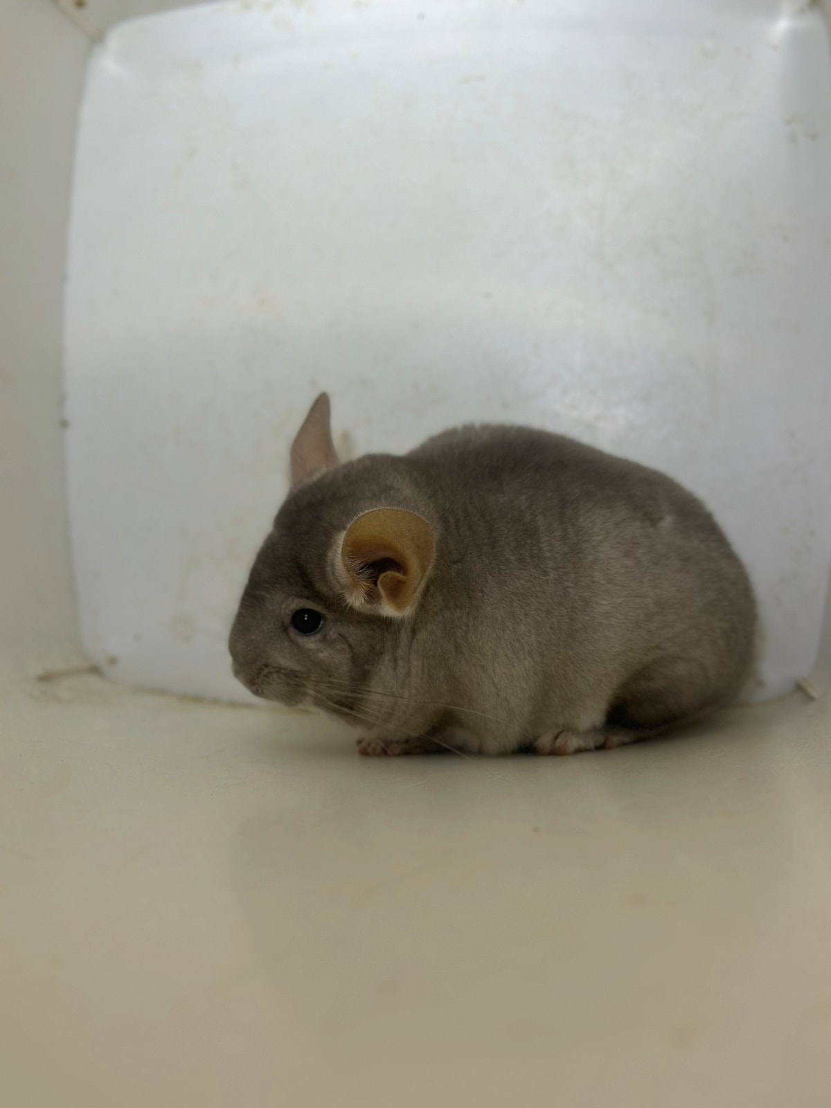 Chinchilla's søker nye hjem! FINN-torget