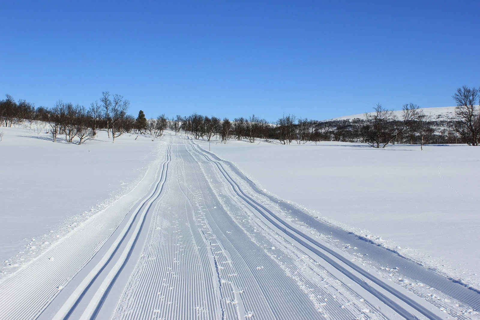 Fine skiløyper i vakker natur Galleribilde
