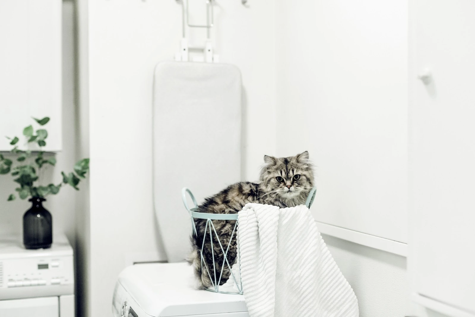 Pelle på vaskerommet Galleribilde