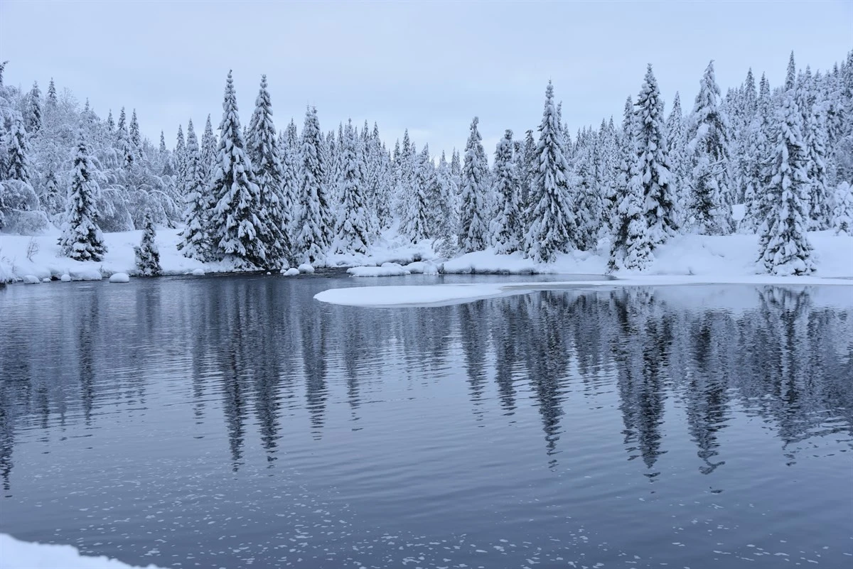 Nærområdet Galleribilde