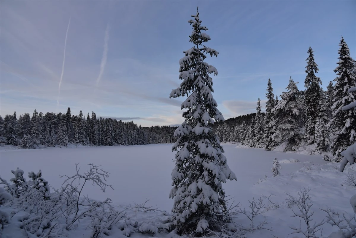 Vannet like ved tomtefeltet Galleribilde