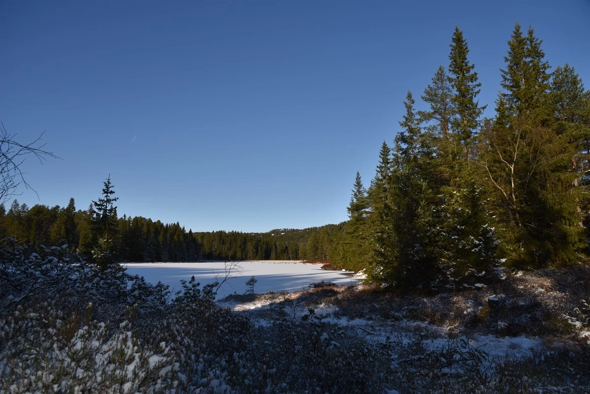 Nærområde Galleribilde