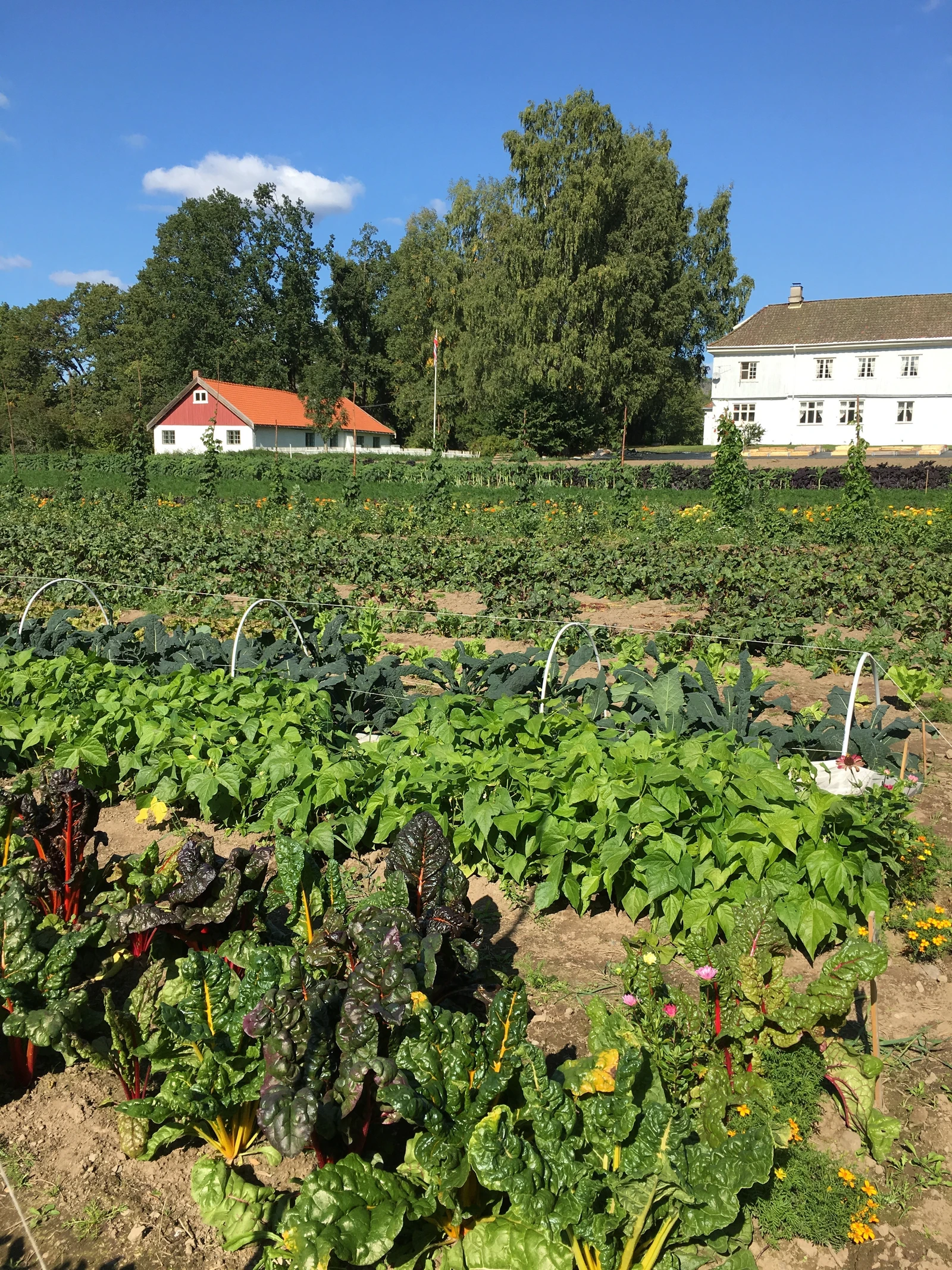 Andelslandbrukets grønnsakshage Galleribilde