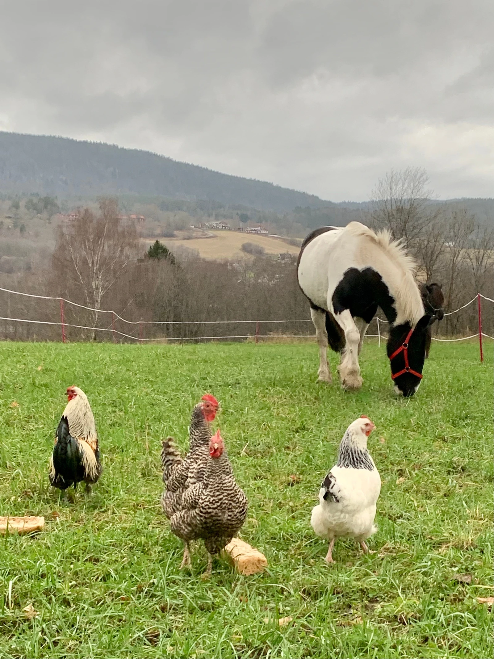 Ikke umulig at du ser hester fra kjøkkenvinduet... Også mulig å ha med egne dyr. Galleribilde