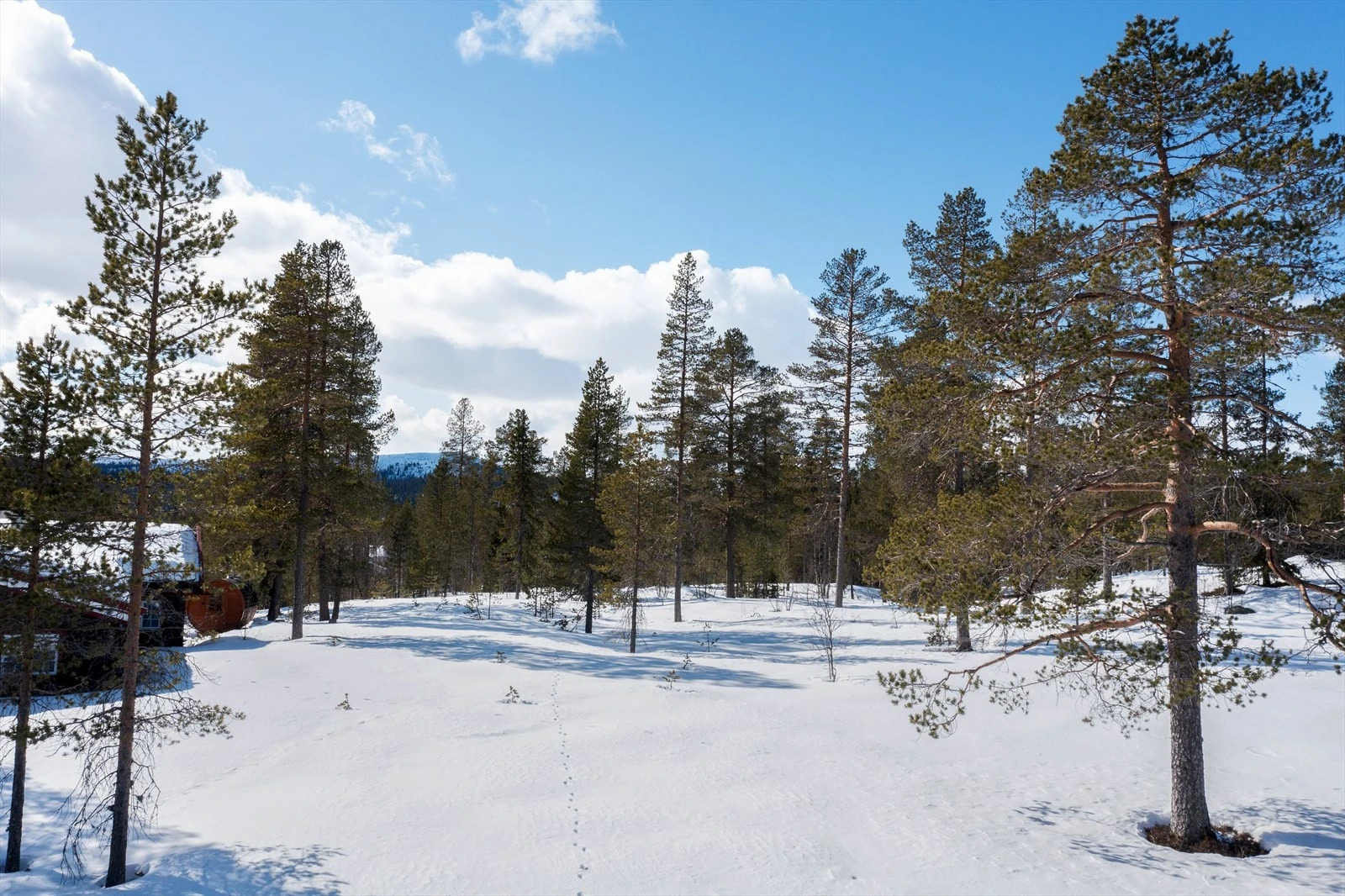 Nærbilder fra tomtene. Galleribilde