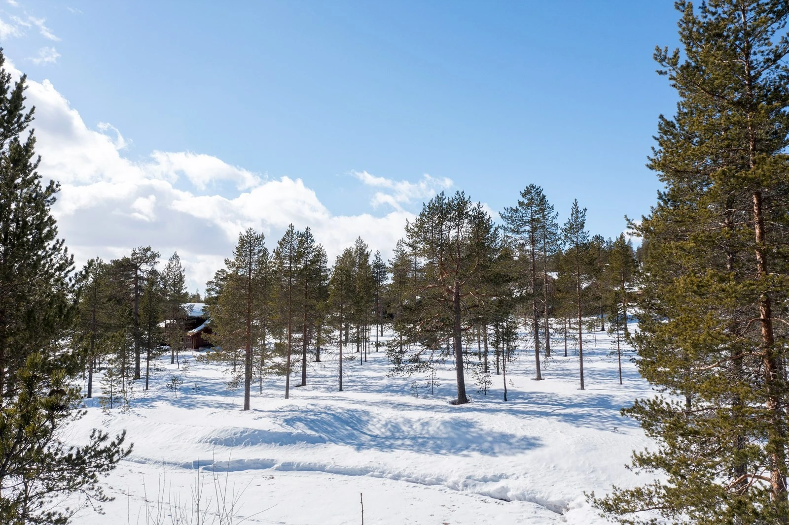 Nærbilder fra tomtene. Galleribilde