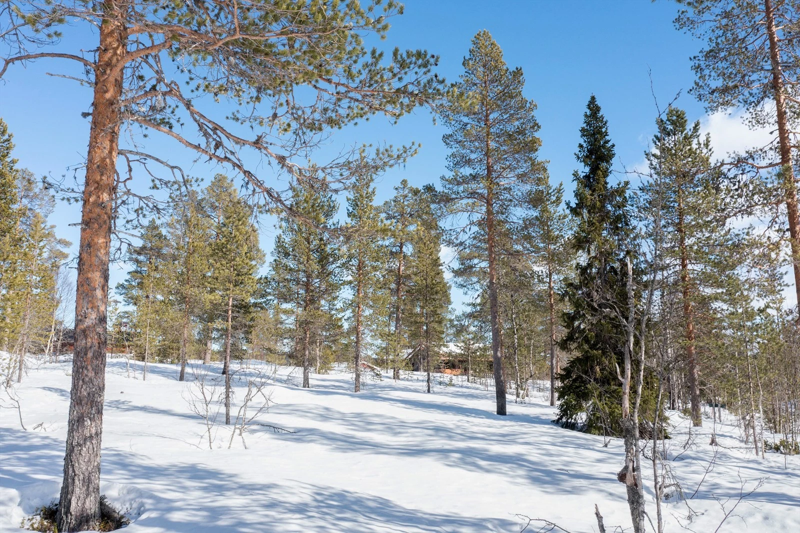 Nærbilder fra tomtene. Galleribilde