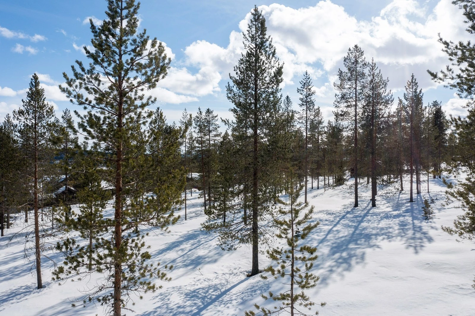 Nærbilder fra tomtene. Galleribilde