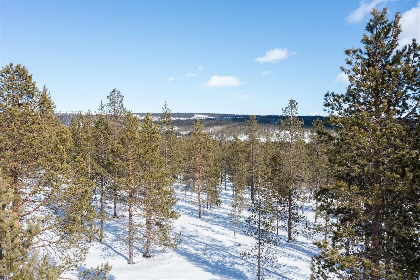Nærbilder fra tomtene. Galleribilde