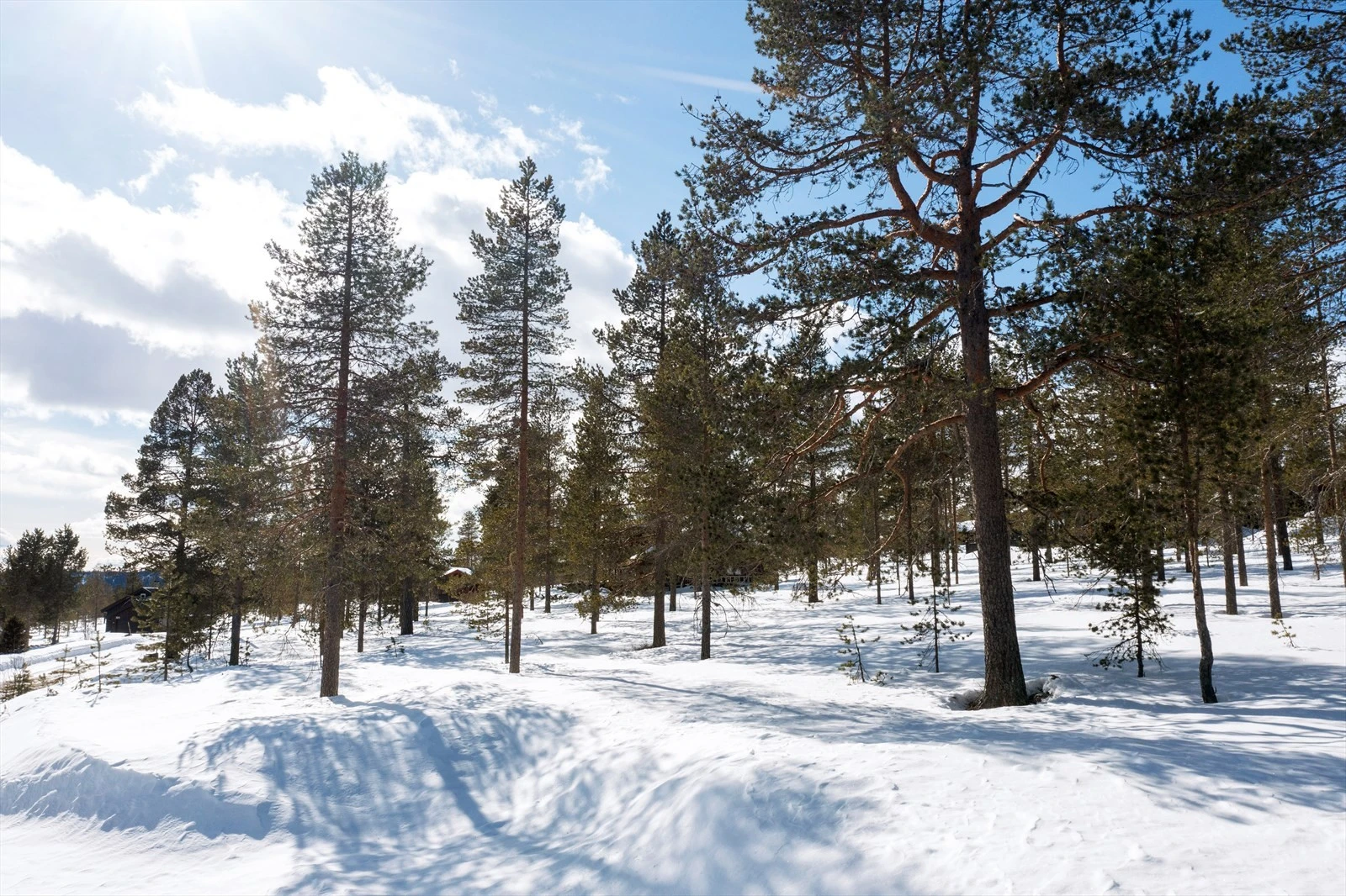 Nærbilder fra tomtene. Galleribilde