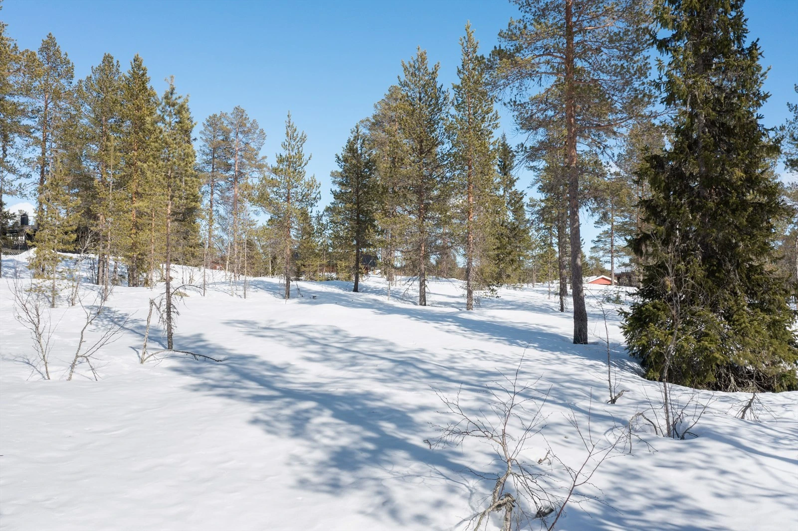 Nærbilder fra tomtene. Galleribilde
